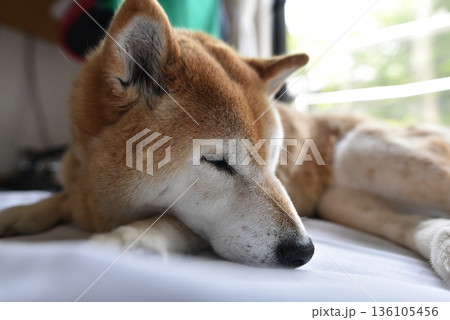 お布団の上で寝る柴犬 お布団の上で寝る柴犬 136105456