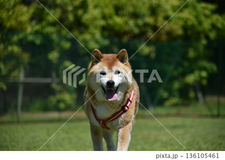 こちらに向かって歩いてきている柴犬 136105461