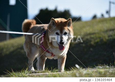 芝生の上で散歩をする柴犬 136105464