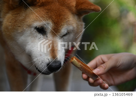 おやつを食べる柴犬 136105469