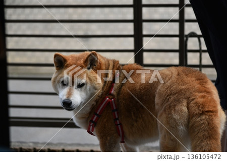 振り向く柴犬 振り向く柴犬 136105472