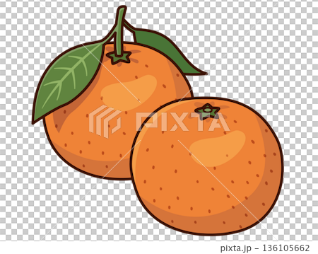 Mandarin orange illustration with leaves Mandarin orange illustration with leaves 136105662