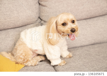 白いセーターを着てソファーにのったマルプーのクーちゃん 白いセーターを着てソファーにのったマルプーのクーちゃん 136105671