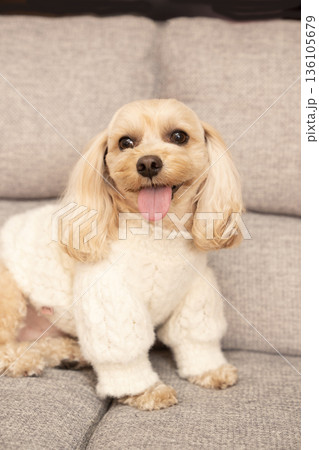 白いセーターを着てソファーにのったマルプーのクーちゃん 白いセーターを着てソファーにのったマルプーのクーちゃん 136105679