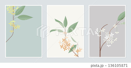Botanical poster template design, Osmanthus fragrans flowers in different color Botanical poster template design, Osmanthus fragrans flowers in different color 136105871