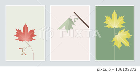 Botanical poster template design, sugar maple in different color Botanical poster template design, sugar maple in different color 136105872