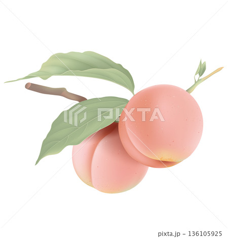 Two fresh peaches on branch with leaves 136105925