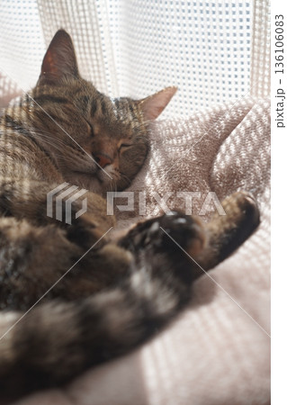 眠るキジトラ 136106083