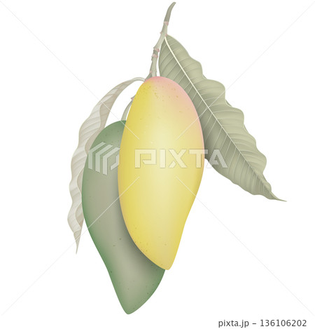 Fresh green and yellow Barracuda mango with leaves on white 136106202