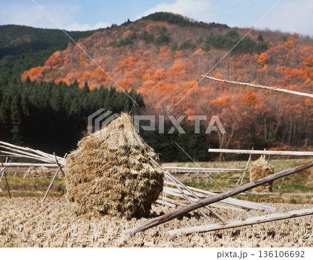ロマンチック茨城（秋の田園風景、ぽかぽか陽気の中で寝転んでいる猫のような気分だ。）高萩市、上君田 136106692