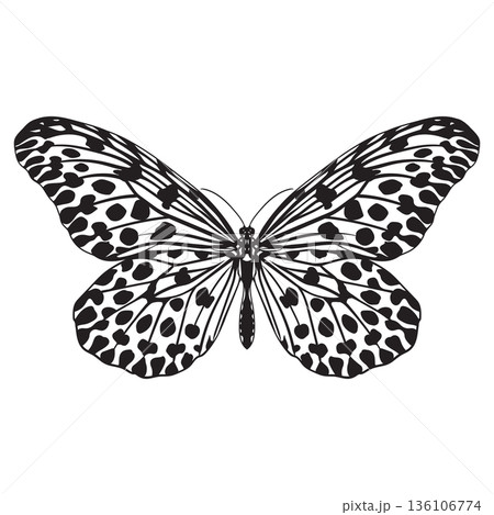 Butterfly Idea hypermnestra 136106774