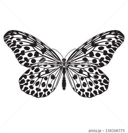 Butterfly Idea hypermnestra 136106775