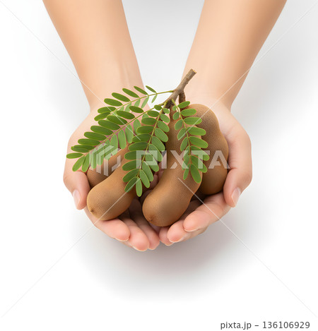 Tamarind Fruit Held in Cupped Hands Frontal View 136106929