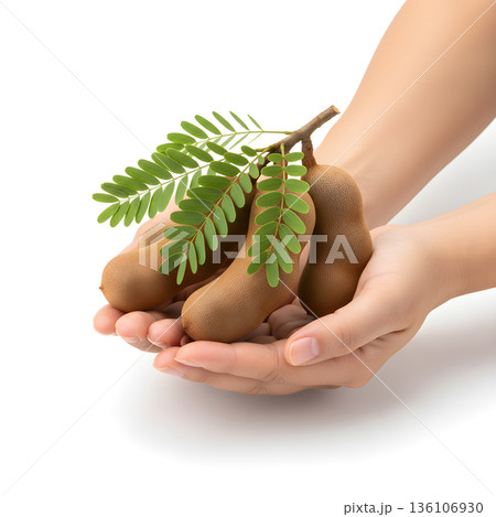Tamarind Fruit in Cupped Hands Side View 136106930