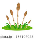 つくしが生えている　イラスト 136107028