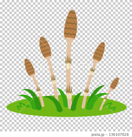 Horsetail growing illustration 136107028