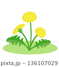 タンポポが咲いている　イラスト 136107029