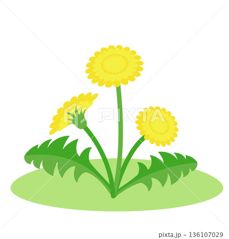 タンポポが咲いている　イラスト 136107029