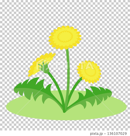 タンポポが咲いている　イラスト 136107029