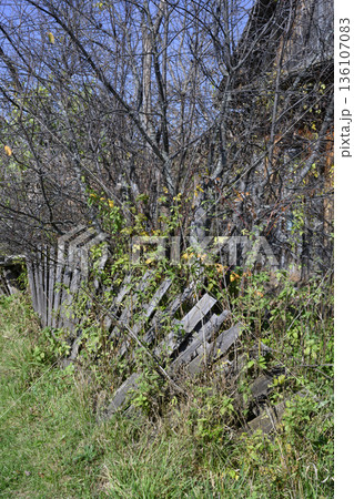 An old wooden leaning fence, overgrown with grass, on the edge of the village 136107083