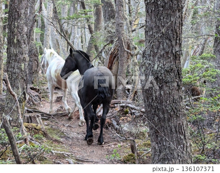 Horses in an open field with some grazing on fresh green grass while others walk around, surrounded by natural scenery with a calm atmosphere and a sense of freedom and tranquility 136107371