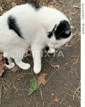Charming and chubby cat playfully exploring the outdoors, with fluffy fur and a curious expression. Full of energy and joy, perfect for cat lovers who enjoy watching playful, happy moments! 136107379