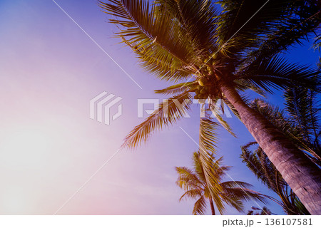 Beautiful tropical beach with palm trees. Daylight background. Beautiful tropical beach with palm trees. Daylight background. 136107581