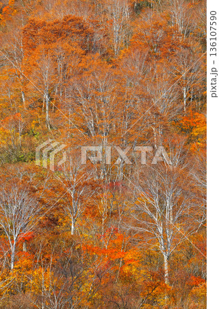 紅葉 紅葉 136107590