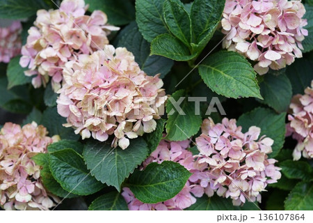 紫陽花 紫陽花 136107864