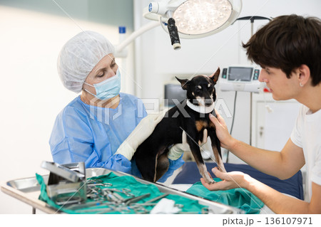 Man owner of dog Miniature Pinscher picks up pet after treatment at vet clinic. 136107971