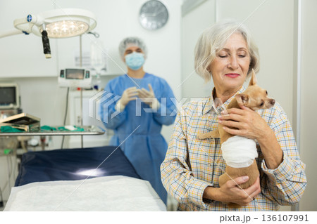 Senor woman owner holds and cuddles chihuahua pet after manipulations in veterinary clinic 136107991