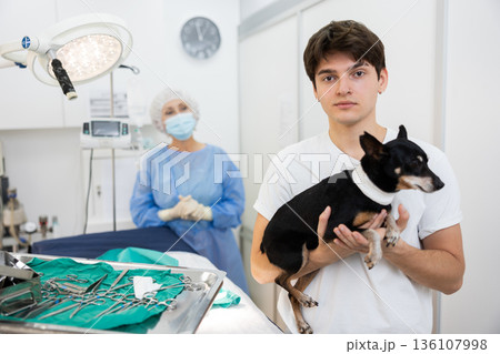 Smiling guy holding miniature pinscher with bandaged neck after successful surgery Smiling guy holding miniature pinscher with bandaged neck after successful surgery 136107998