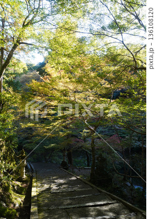 京都槙尾西明寺の秋の参道風景 京都槙尾西明寺の秋の参道風景 136108120