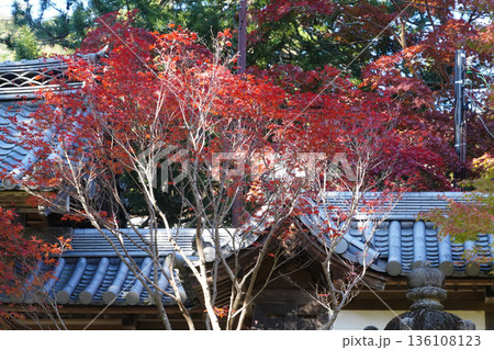 京都槙尾西明寺の秋の参道風景 京都槙尾西明寺の秋の参道風景 136108123