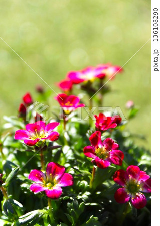 可愛い雲間草の小さなピンクの花 136108290