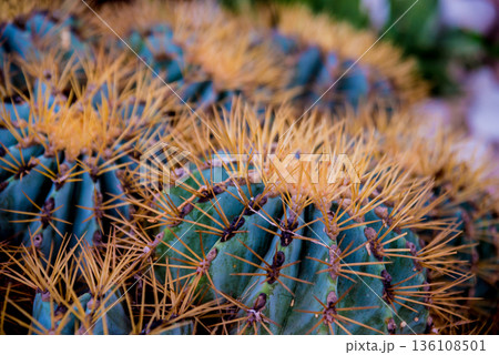 Beautiful macro shots of prickly cactus. Background and textures 136108501