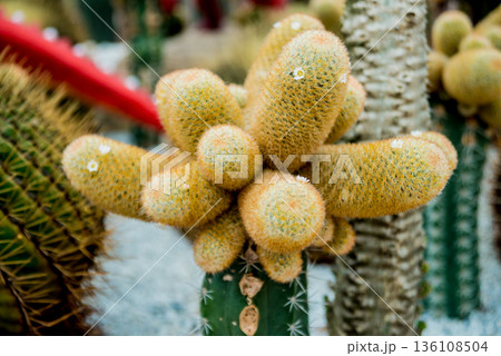 Collection beautiful prickly cacti in the greenhouse Collection beautiful prickly cacti in the greenhouse 136108504