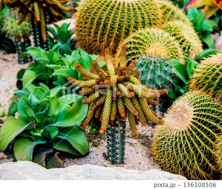 Collection beautiful prickly cacti in the greenhouse Collection beautiful prickly cacti in the greenhouse 136108506