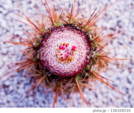 Beautiful macro shots of prickly cactus. Background and textures 136108516