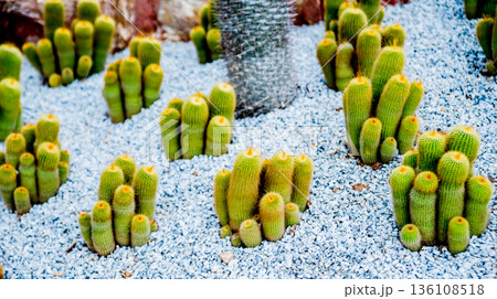 Collection beautiful prickly cacti in the greenhouse Collection beautiful prickly cacti in the greenhouse 136108518