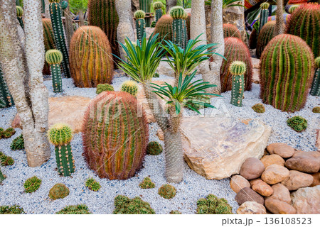 Collection beautiful prickly cacti in the greenhouse 136108523