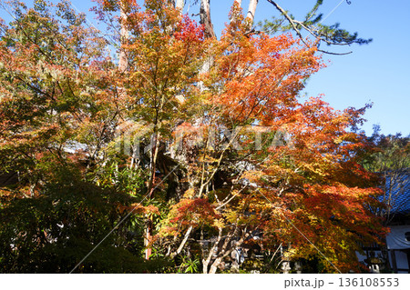 京都槙尾西明寺境内の赤く紅葉した楓 京都槙尾西明寺境内の赤く紅葉した楓 136108553