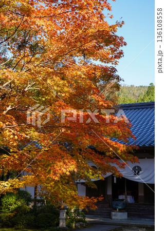 京都槙尾西明寺境内の赤く紅葉した楓 京都槙尾西明寺境内の赤く紅葉した楓 136108558