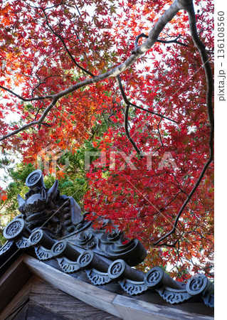 京都槙尾西明寺境内の赤く紅葉した楓 京都槙尾西明寺境内の赤く紅葉した楓 136108560