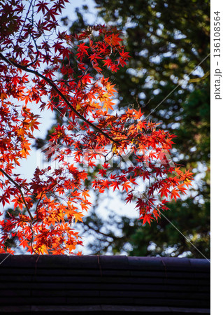 京都槙尾西明寺境内の赤く紅葉した楓 136108564