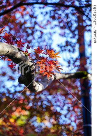 京都槙尾西明寺境内の赤く紅葉した楓 京都槙尾西明寺境内の赤く紅葉した楓 136108565