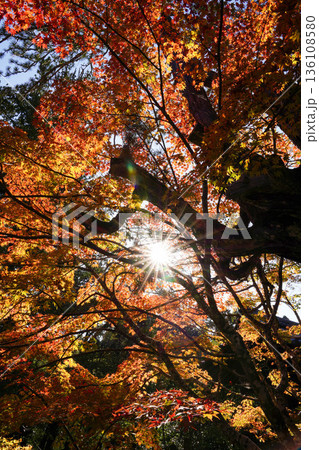京都槙尾西明寺境内の赤く紅葉した楓 京都槙尾西明寺境内の赤く紅葉した楓 136108580