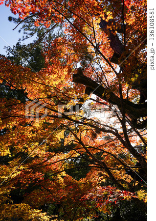京都槙尾西明寺境内の赤く紅葉した楓 136108581