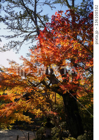 京都槙尾西明寺境内の赤く紅葉した楓 136108582