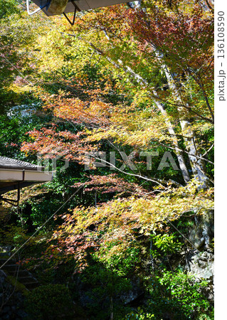 京都槙尾西明寺境内の赤く紅葉した楓 京都槙尾西明寺境内の赤く紅葉した楓 136108590
